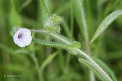 Trichodesma inaequale
